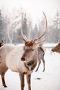 Winter holidays in Zyuratkul National Park. Chelyabinsk region. Russia.