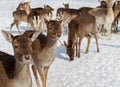 Maral deers on the field