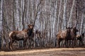 Maral deers in the forest, close up view