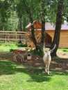 Deer farm - Marals (Russia, Chelyabinsk region) Royalty Free Stock Photo