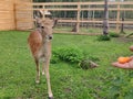 Dappled deer - deer farm (Zyuratkul, Russia) Royalty Free Stock Photo