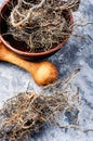 Maral root in herbal medicine