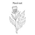 Maral root rhaponticum carthamoides , medicinal plant