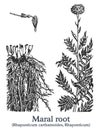Maral root. Vector hand drawn plant. Vintage medicinal plant sketch.