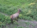 Maral stands on the ground with young grass Royalty Free Stock Photo