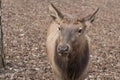 The maral is a true East Asian deer. Subspecies of red deer in the Altai mountains. Royalty Free Stock Photo