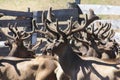 Marals in Altai. Wild deer. Deer in June.