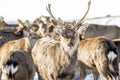 Marals in Kazakhstan Royalty Free Stock Photo