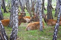 Domesticated deers marals on farm in Siberia Royalty Free Stock Photo