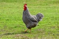 Maran black and white rooster on green nature background Royalty Free Stock Photo