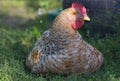 Maran hen in the grass Royalty Free Stock Photo