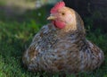 Maran hen in the grass Royalty Free Stock Photo