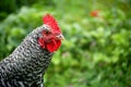 Maran Rooster Royalty Free Stock Photo