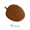 Marang Exotic Juicy Fruit Vector Isolated Terap