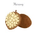 Marang Exotic Juicy Fruit Vector Isolated Terap