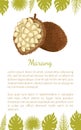 Marang Exotic Juicy Fruit Vector Terap Poster