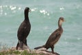 Marangoni - European Shags Royalty Free Stock Photo