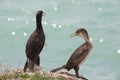 Marangoni - European Shags