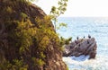 Marangoni - European Shags in the Miramare reserve