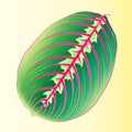 Maranta Leaf. Template tropical leaf for design fabric. Vector image. Arrowroot plant with motley leaf, the color illustration a l