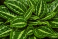 Maranta leaves background