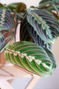 Maranta leuconeura close up of prayer plant leaf Royalty Free Stock Photo