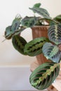 Maranta leuconeura close up of prayer plant leaf Royalty Free Stock Photo