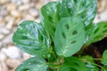 Maranta leuconeura common name Prayer Plant, Green leaf of Maranta with brown spots, plant that absorbs toxins Royalty Free Stock Photo