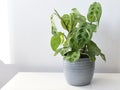 Maranta leuconeura kerchoveana variagata, prayer plant in a gray pot Royalty Free Stock Photo