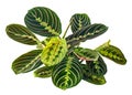 Maranta leuconeura leaves, Prayer plant, Exotic tropical shrubs, isolated on white background with clipping path Royalty Free Stock Photo