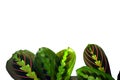 Maranta leuconeura - prayer plant, isolated