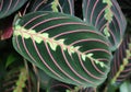 Maranta leuconeura prayer plant Royalty Free Stock Photo