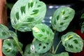 Maranta leuconeura, Prayer plant Royalty Free Stock Photo