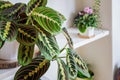 Maranta leuconeura var. erythroneura fascinator tricolor houseplant. Royalty Free Stock Photo