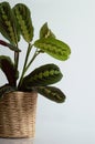 Maranta Tricolor on white background Royalty Free Stock Photo