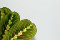 Maranta Tricolor on white background Royalty Free Stock Photo