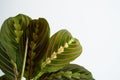 Maranta Tricolor on white background Royalty Free Stock Photo