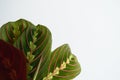 Maranta Tricolor on white background Royalty Free Stock Photo