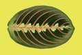 Maranta plant leaf like fishbone Royalty Free Stock Photo