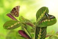 Maranta tricolor with butterflies