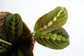 Maranta Tricolor on white background Royalty Free Stock Photo