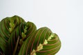 Maranta Tricolor on white background Royalty Free Stock Photo