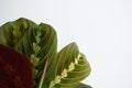 Maranta Tricolor on white background Royalty Free Stock Photo