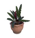 MARANTACEAE, Calathea lancifolia Boom in a pot, Ornamental plants, home decoration plants Isolated on White Background.