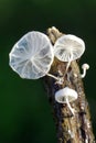 Marasmiellus candidus on a dry branch on a black background Royalty Free Stock Photo