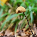 Marasmius alliaceus mushroom