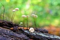 Marasmius epiphyllus mushroom