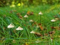 Marasmius mushroom growth in grass, fall season nature in detail