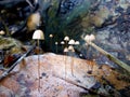 Marasmius