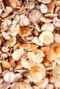 collected marasmius mushrooms & x28; Marasmius oreades& x29; - wild mushrooms season